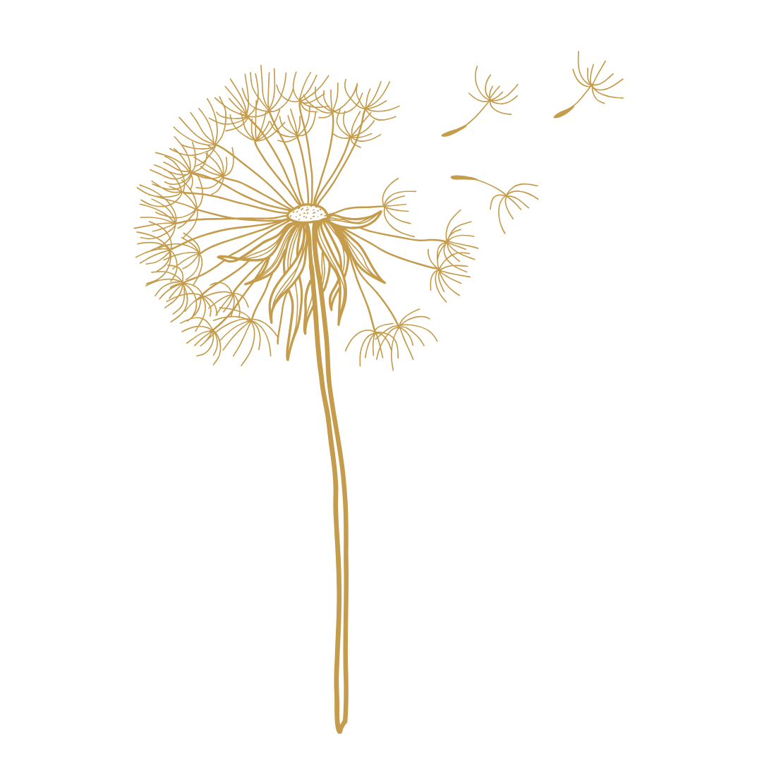 A dandelion in seed, its seeds carried on the wind